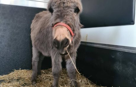 Equi Taxi Donkeys