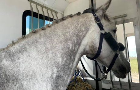 Equi Taxi Horse